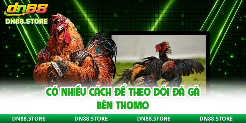 Có nhiều cách để theo dõi đá gà bên Thomo