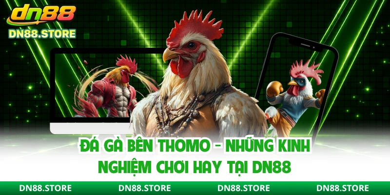 Đá Gà Bên Thomo - Những Kinh Nghiệm Chơi Hay Tại DN88